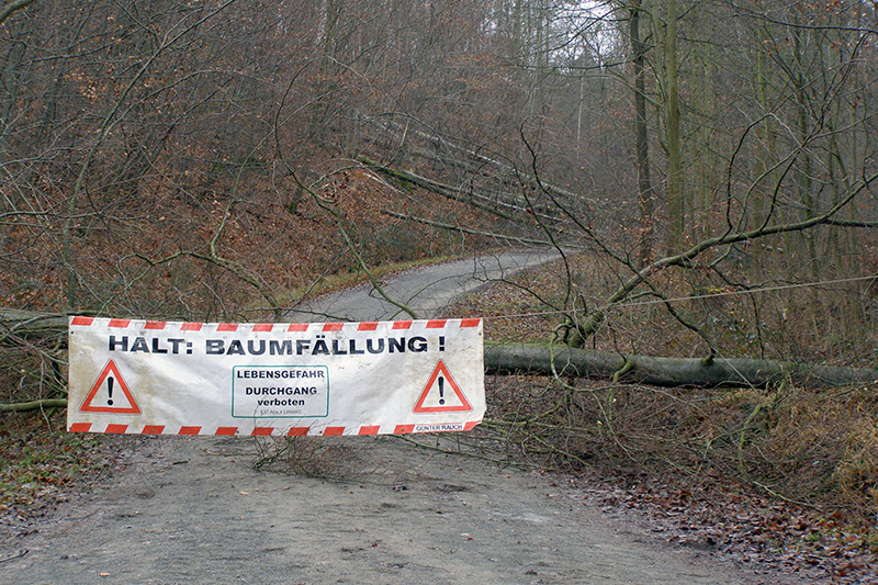 p1140012-themenbild-forstarbeiten-baum