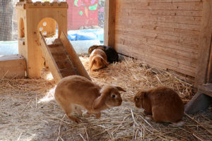 haben sich gut seit November eingelebt: 3 neue Kaninchen auf der Jufa