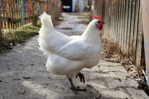 ... ich wollt Du wärst ein Huhn gackgack...