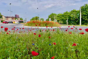 blühende Mohnfelder auf dem Kreisverkehr im Juni 2021. Foto: weilimdorf.de