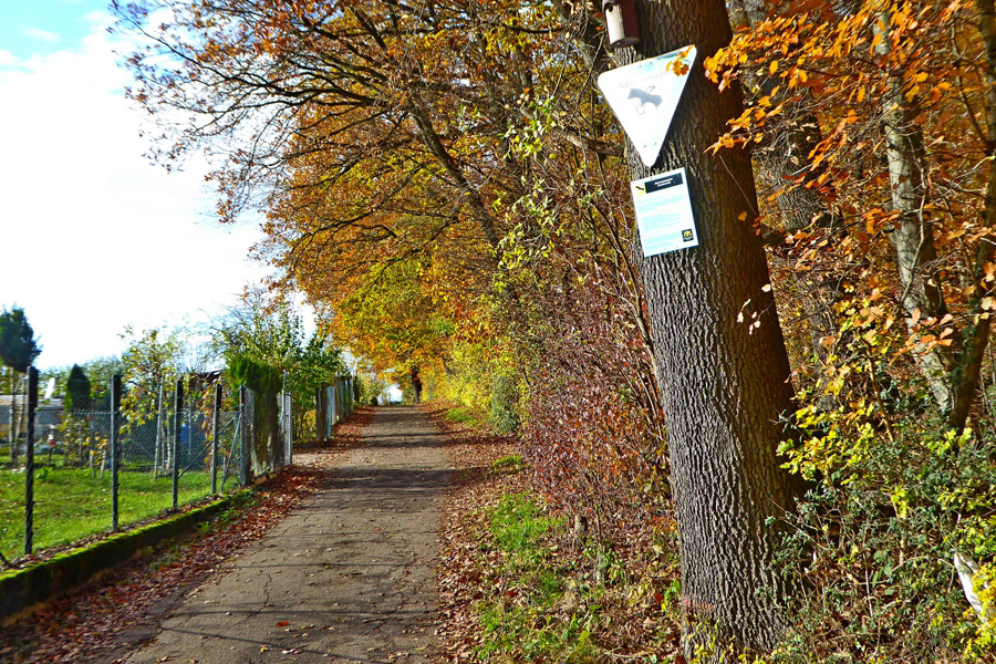 NaturFreunde präsentieren neuen Natura Trail Lemberg/Greutterwald