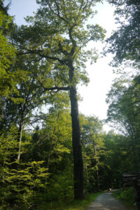 im Greutterwald. Foto: Naturfreunde