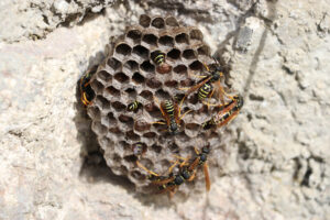 Wespennest, Foto © Hans-Martin Goede