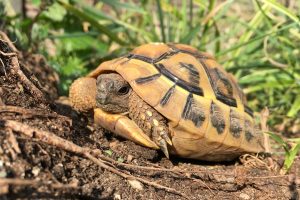 VHS Vortrag: Auswinterung von Landschildkröten