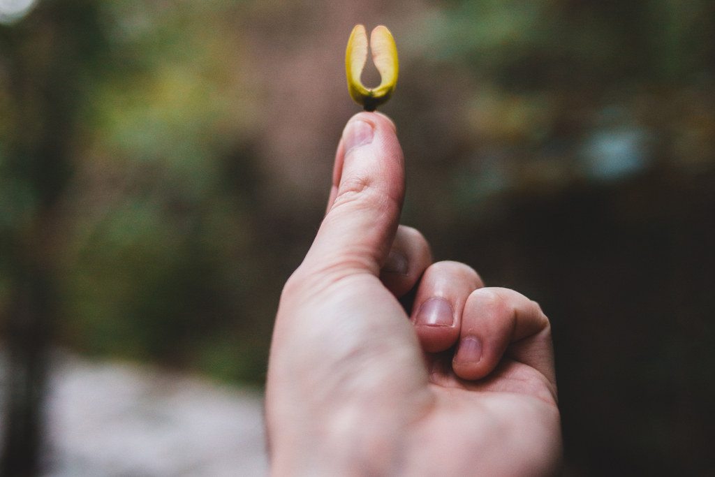 Saatgut © https://www.pexels.com/de-de/foto/hand-wald-blatt-festhalten-8786460/